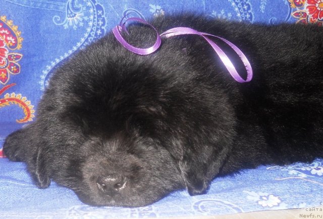 Фото: ньюфаундленд Risk Mavenzi Ametist (Риск Мавензи Аметист)