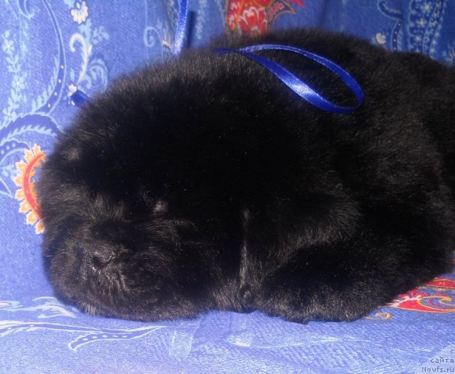 Фото: ньюфаундленд Ryey Spyaschiy Vulkan (Рэй Спящий Вулкан)