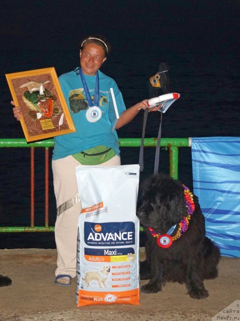 Фото: ньюфаундленд Talula Bell (Талула Белл), Anna Kovalyova (Анна Ковалёва)