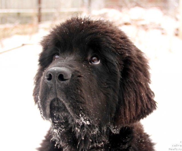 Фото: ньюфаундленд Allegro Con Brio Dinastiya Soverchenstva (Аллегро Кон Брио Династия Совершенства)