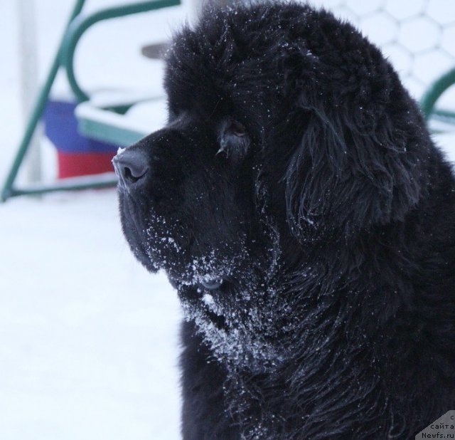 Фото: ньюфаундленд Beguschaya po Volnam Hasta la Vista (Бегущая по Волнам Хаста ла Виста)