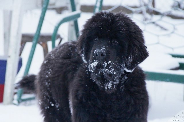 Фото: ньюфаундленд Allegro Con Brio Dinastiya Soverchenstva (Аллегро Кон Брио Династия Совершенства)