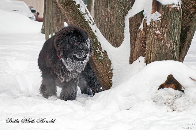 Фото: ньюфаундленд Byella Moss Arnol'd (Бэлла Мосс Арнольд)
