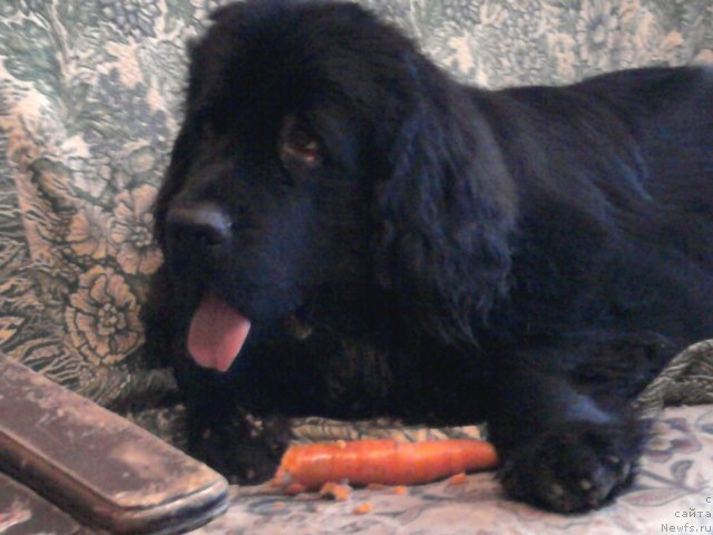 Фото: ньюфаундленд Orman iz Zolotogo Treugol'nika (Орман из Золотого Треугольника)