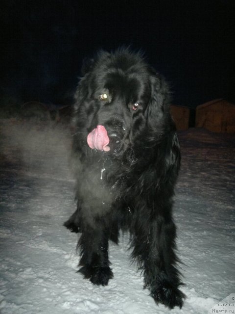 Фото: ньюфаундленд Mister N'yuf ot Marleon Dusvik (Мистер Ньюф от Марлеон Дусвик)