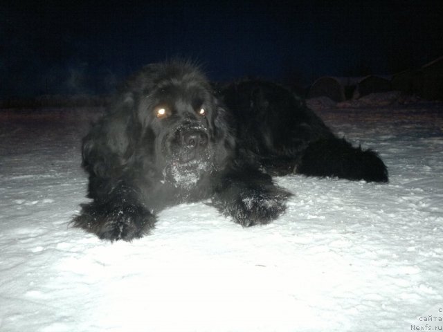 Фото: ньюфаундленд Mister N'yuf ot Marleon Dusvik (Мистер Ньюф от Марлеон Дусвик)