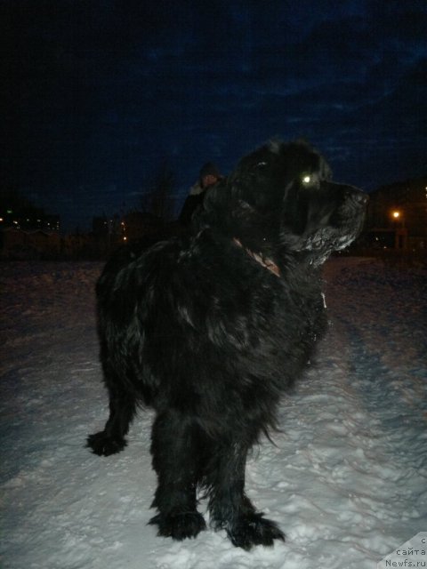 Фото: ньюфаундленд Mister N'yuf ot Marleon Dusvik (Мистер Ньюф от Марлеон Дусвик)