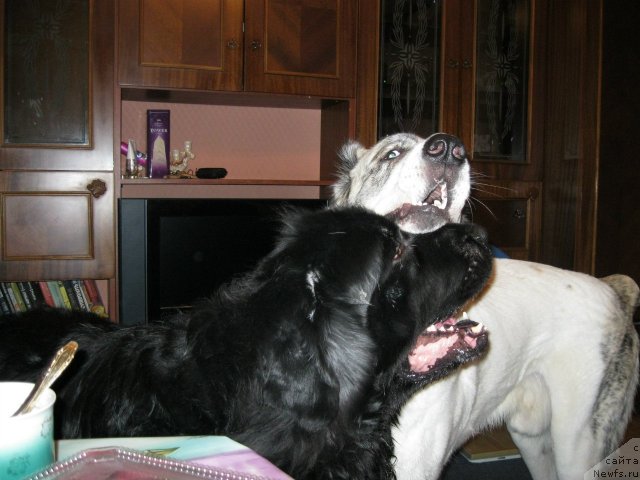 Фото: ньюфаундленд Mister N'yuf ot Marleon Dusvik (Мистер Ньюф от Марлеон Дусвик)