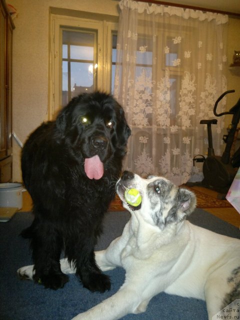 Фото: ньюфаундленд Mister N'yuf ot Marleon Dusvik (Мистер Ньюф от Марлеон Дусвик)