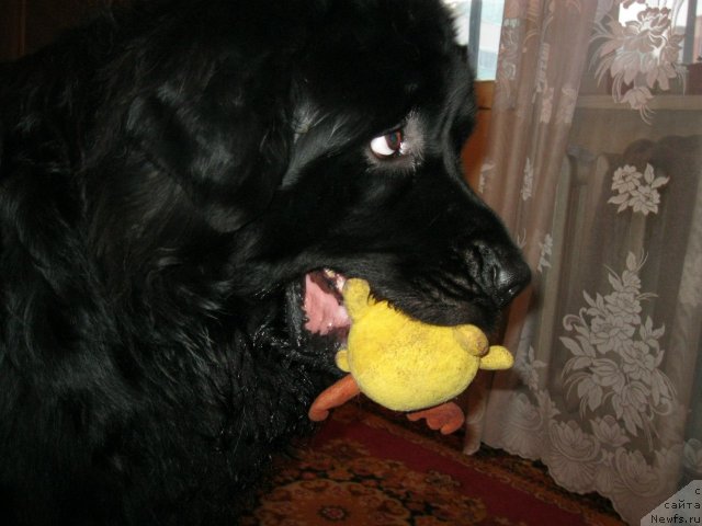 Фото: ньюфаундленд Mister N'yuf ot Marleon Dusvik (Мистер Ньюф от Марлеон Дусвик)