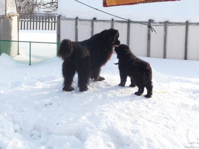 Фото: ньюфаундленд Bol'shaya Udacha (Большая Удача), ньюфаундленд Simba De Lores (Симба Де Лорес)