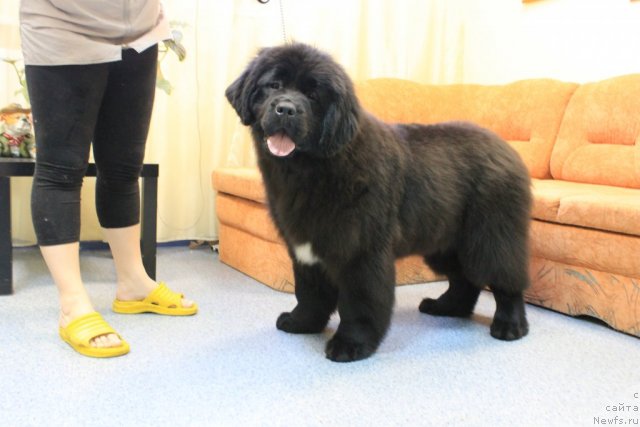 Фото: Ютландия от Сибирского Медведя 5, 5 мес