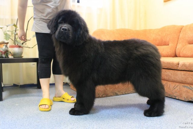 Фото: Ютландия от Сибирского медведя