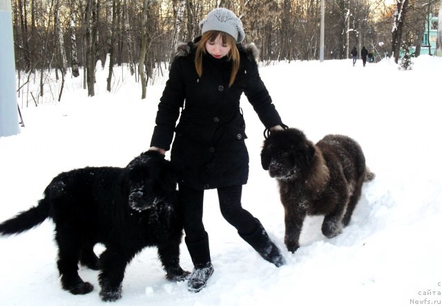 Фото: ньюфаундленд Amansi (Аманси)