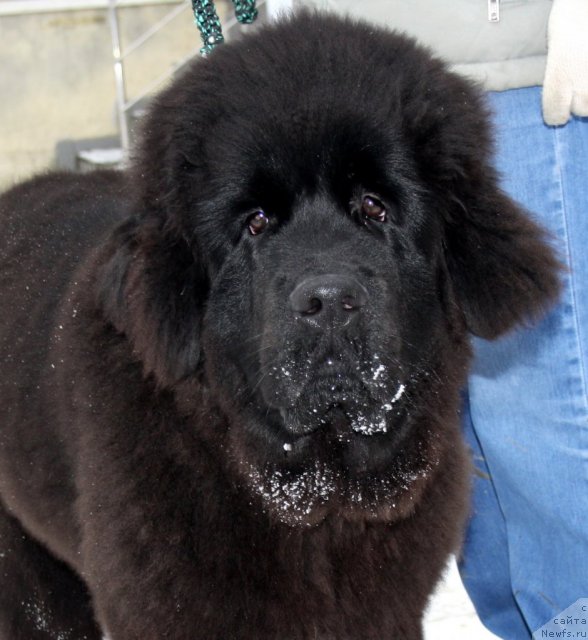 Фото: ньюфаундленд N'yufort Hart Breyker (Ньюфорт Харт Брейкер)