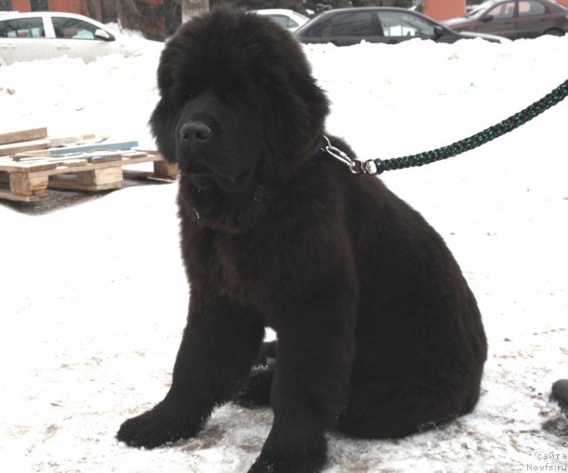 Фото: ньюфаундленд N'yufort Hart Breyker (Ньюфорт Харт Брейкер)