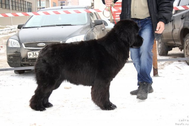 Фото: ньюфаундленд N'yufort Bay'yu Tiana (Ньюфорт Бай'ю Тиана)