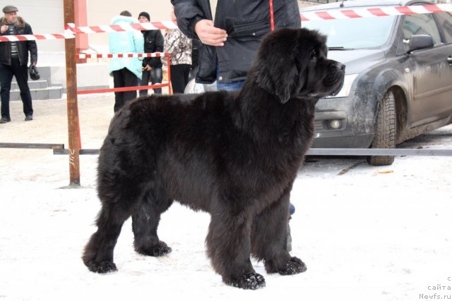 Фото: ньюфаундленд N'yufort Bay'yu Tiana (Ньюфорт Бай'ю Тиана)