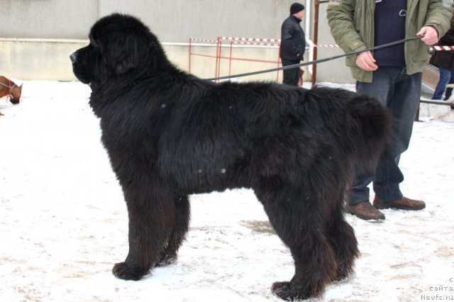 Фото: Оскар из Золотого Треугольника