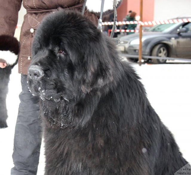Фото: Оскар из Золотого Треугольника