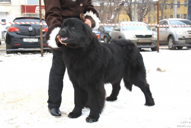 Фото: Звездная Плеяда Валькирия
