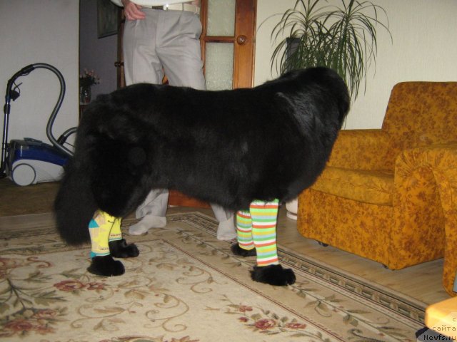 Фото: ньюфаундленд Porsche Cayene (Порш Кайен)