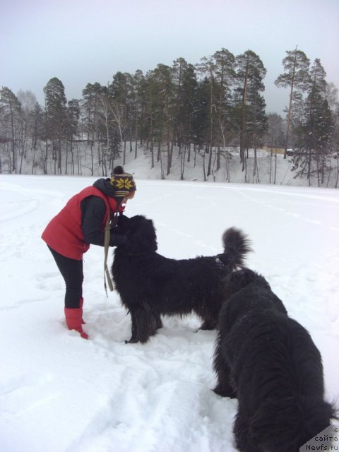 Фото: ньюфаундленд Akin Soul Sofiya (Акин Соул София)