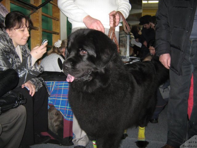 Фото: ньюфаундленд Porsche Cayene (Порш Кайен)
