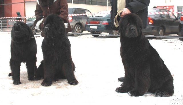 Фото: Звездная Плеяда Валькирия, Оскар из Золотого Треугольника, ньюфаундленд N'yufort Bay'yu Tiana (Ньюфорт Бай'ю Тиана)