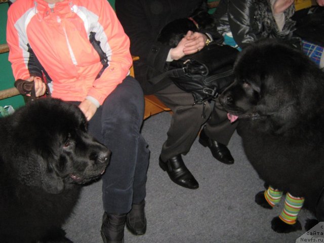 Фото: ньюфаундленд Porsche Cayene (Порш Кайен), Урсула Латифа