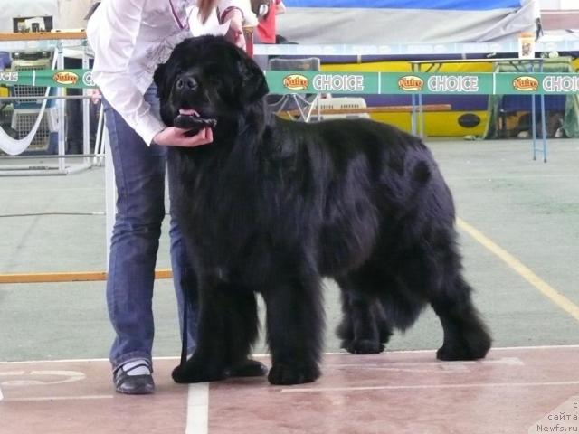 Фото: ньюфаундленд Plushevaya Panda Vikar (Плюшевая Панда Викар)