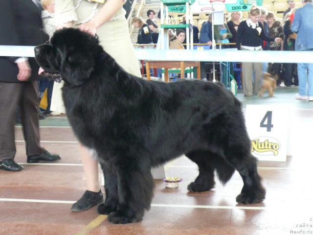 Фото: ньюфаундленд Fiamettahauz Galahat Rytsar' Graalia (Фиаметтахауз Галахад Рыцарь Грааля)