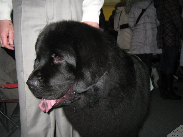 Фото: ньюфаундленд Porsche Cayene (Порш Кайен)