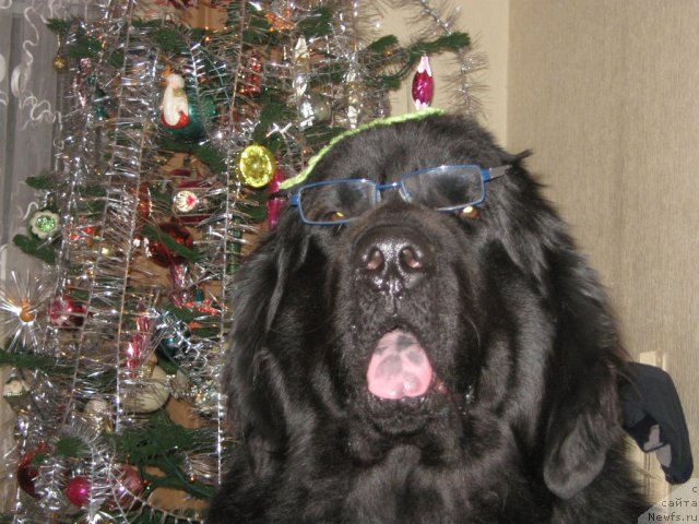 Фото: ньюфаундленд Porsche Cayene (Порш Кайен)