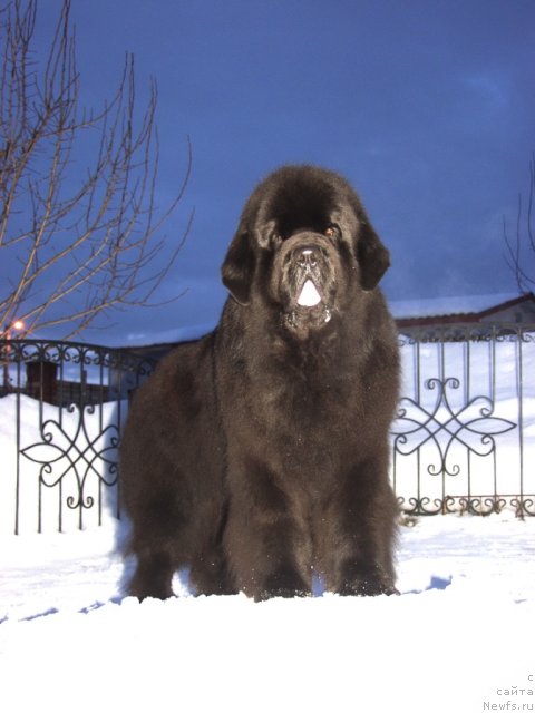 Фото: ньюфаундленд Borntobe Like Sam iz Volotova