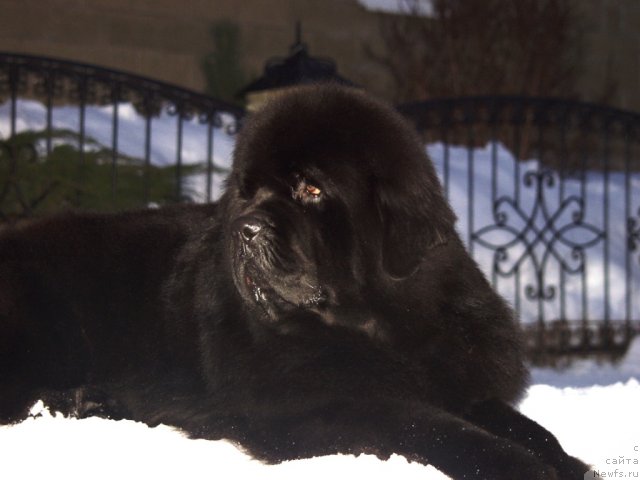 Фото: ньюфаундленд Borntobe Like Sam iz Volotova