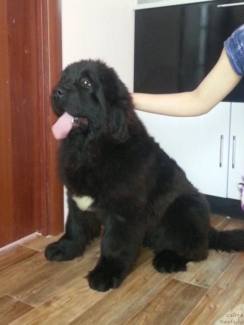 Фото: ньюфаундленд Super Premium Mal'ta (Супер Премиум Мальта)