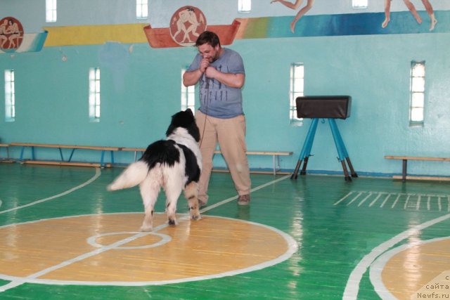 Фото: ньюфаундленд Mag Ispolin Moya Volshebnaya Mechta (Маг Исполин Моя Волшебная Мечта)