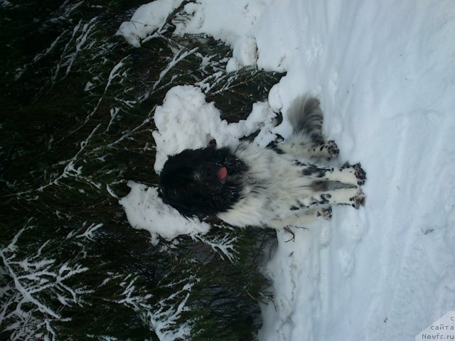 Фото: ньюфаундленд Flyufi Avalanch Spesiallu Born for YUu (Флюфи Аваланч Спесиаллу Борн фор Юу)