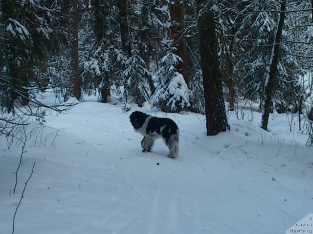 Фото: ньюфаундленд Flyufi Avalanch Spesiallu Born for YUu (Флюфи Аваланч Спесиаллу Борн фор Юу)