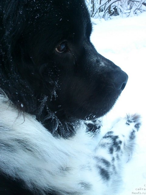 Фото: ньюфаундленд Flyufi Avalanch Spesiallu Born for YUu (Флюфи Аваланч Спесиаллу Борн фор Юу)