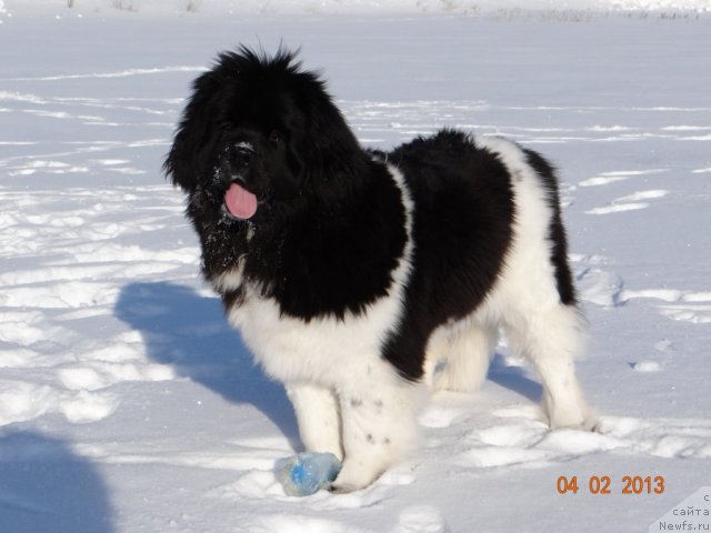 Фото: ньюфаундленд Fiamettahauz Pretti Drim (Фиаметтахауз Претти Дрим)