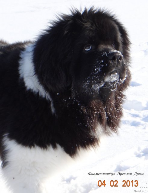 Фото: ньюфаундленд Fiamettahauz Pretti Drim (Фиаметтахауз Претти Дрим)