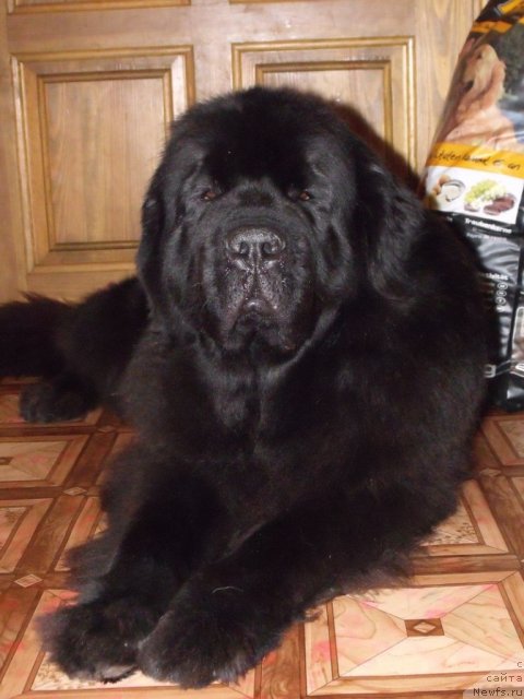 Фото: ньюфаундленд Grand Byebi Ariadna (Гранд Бэби Ариадна)