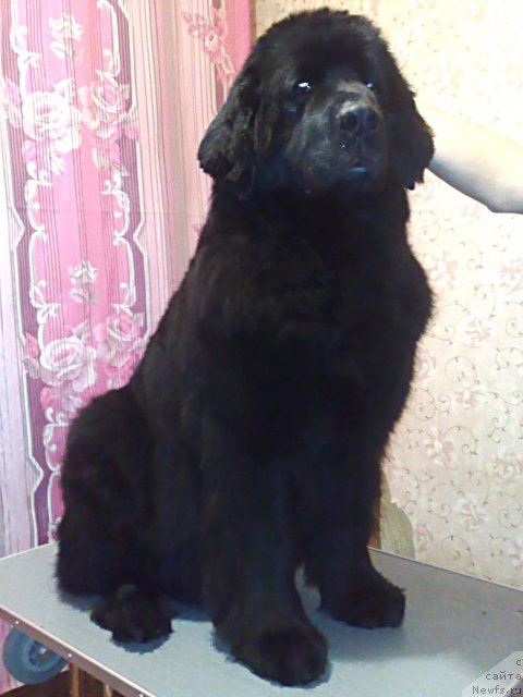 Фотография № 116140