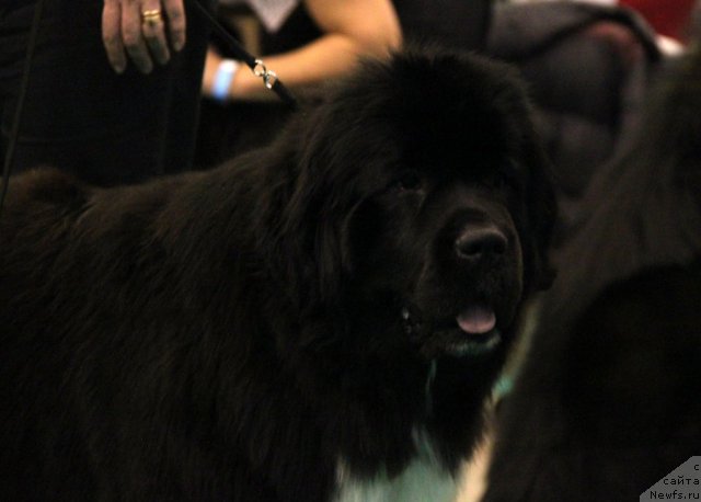 Фотография № 116144