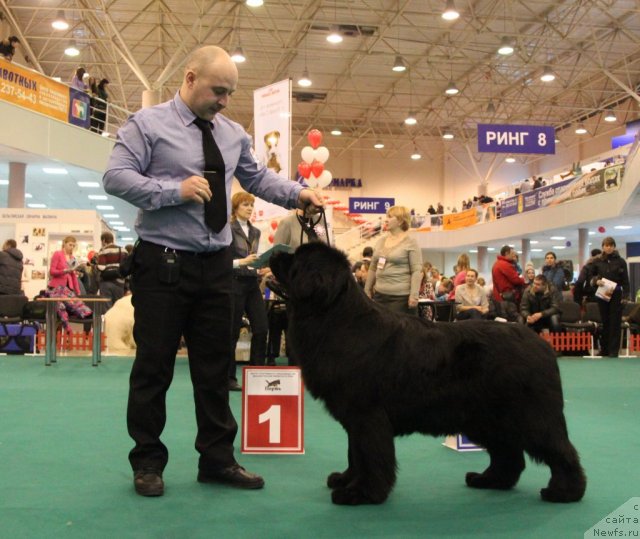 Фото: ньюфаундленд Ih Vyisochestvo Vladlena Madjiks (Их Высочество Владлена Маджикс)