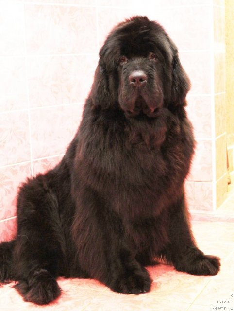 Фото: ньюфаундленд Aquatoriya Kelvin Out of The Blue (Акватория Келвин Оут оф зе Блю)