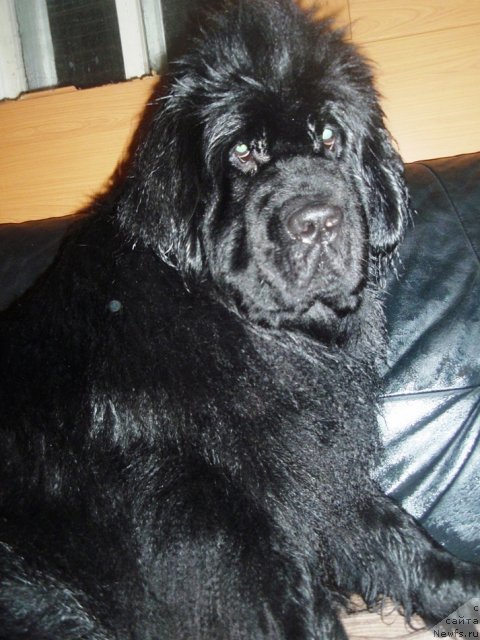 Фото: ньюфаундленд N'yufort Magiya Lyubvi (Ньюфорт Магия Любви)