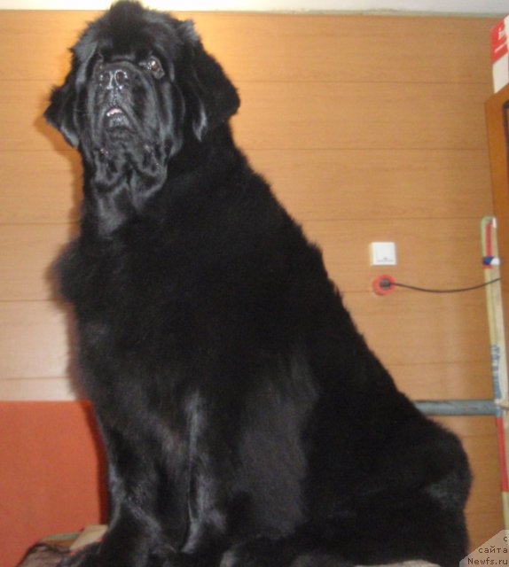 Фото: ньюфаундленд N'yufort Magiya Lyubvi (Ньюфорт Магия Любви)